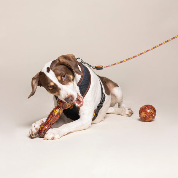 Morditore per cani TPR - Harry Potter