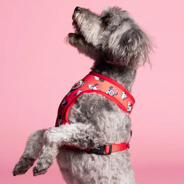 Pack Arnés Reversible, Collar y Correa - Minnie