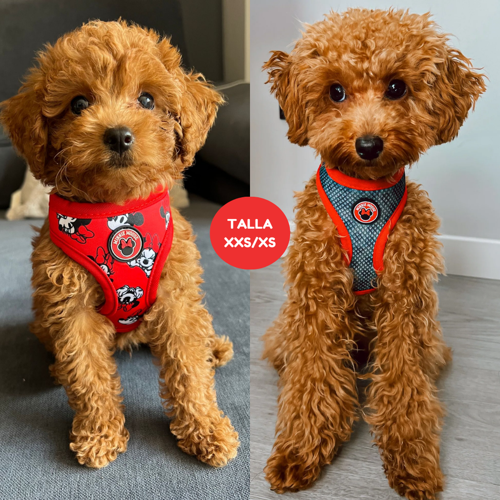 Guinzaglio Per Cani Piccoli Minnie - Lunghezza 1,2 M, Larghezza 15 Mm - Foto 3