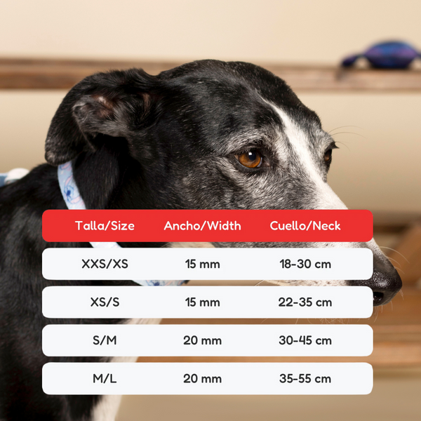 Collare per cani - Stitch