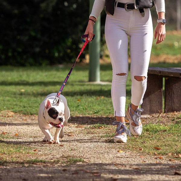 Guinzaglio per cani - Superman